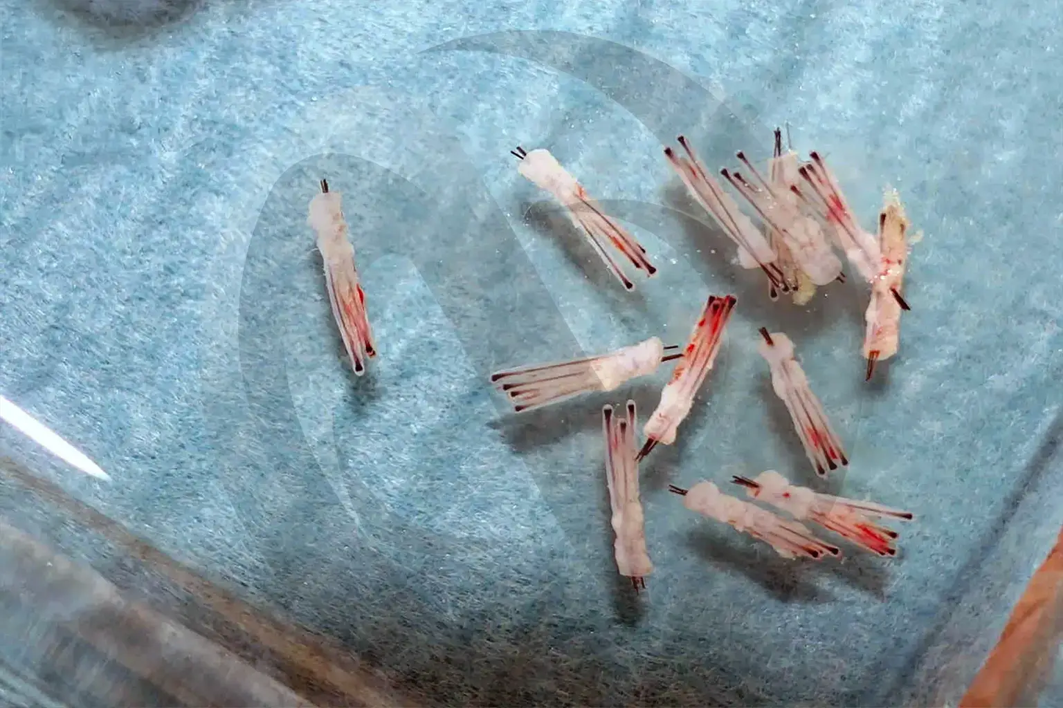Grafts prepared for implantation