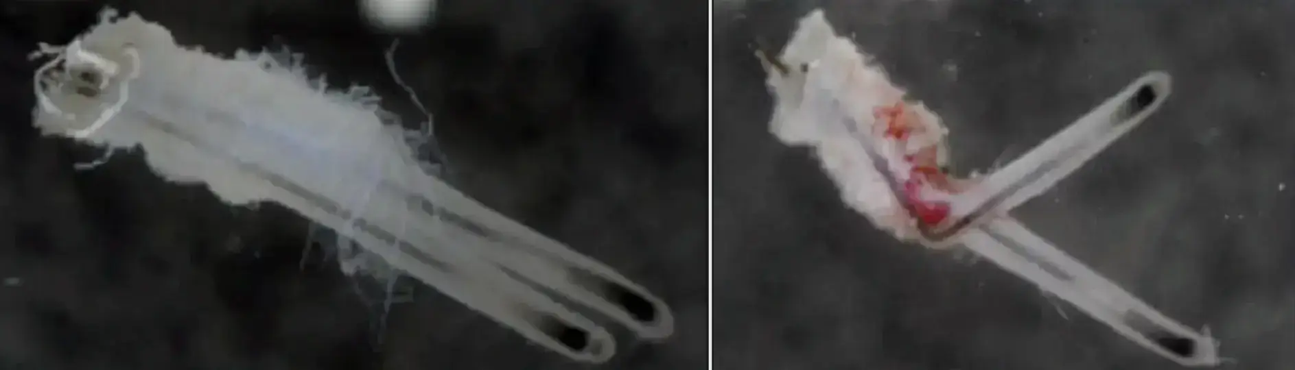 Comparaison d’un greffon intact avant implantation et d’un greffon présentant un accrochage proximal après passage dans un injecteur CHOI