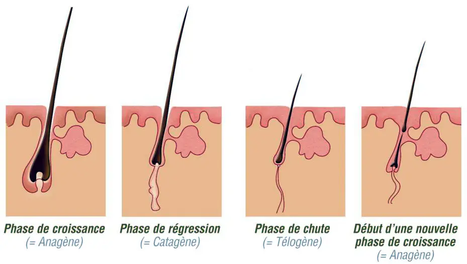 Cycle Pilaire